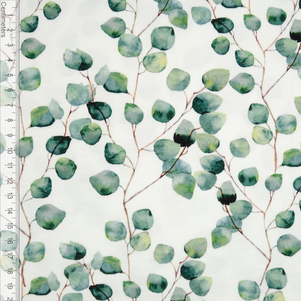 jersey eucalyptus